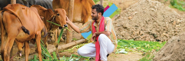 Dairy Farm Loan