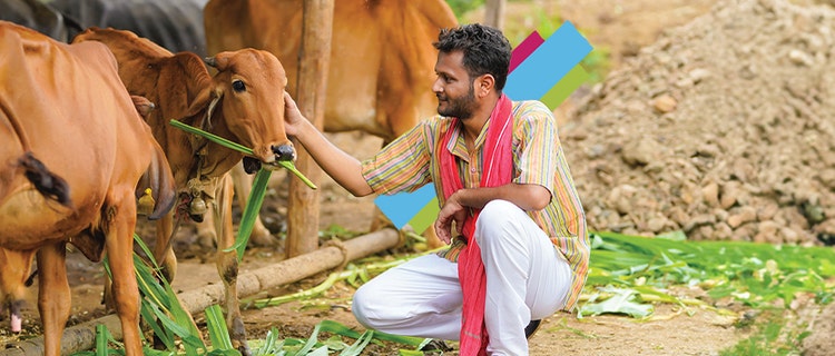 Dairy Farm Loan